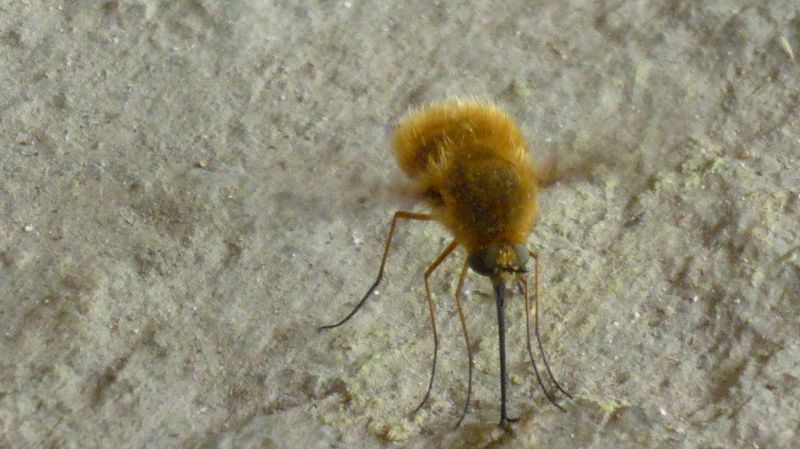 Bombyliidae dalla Grecia